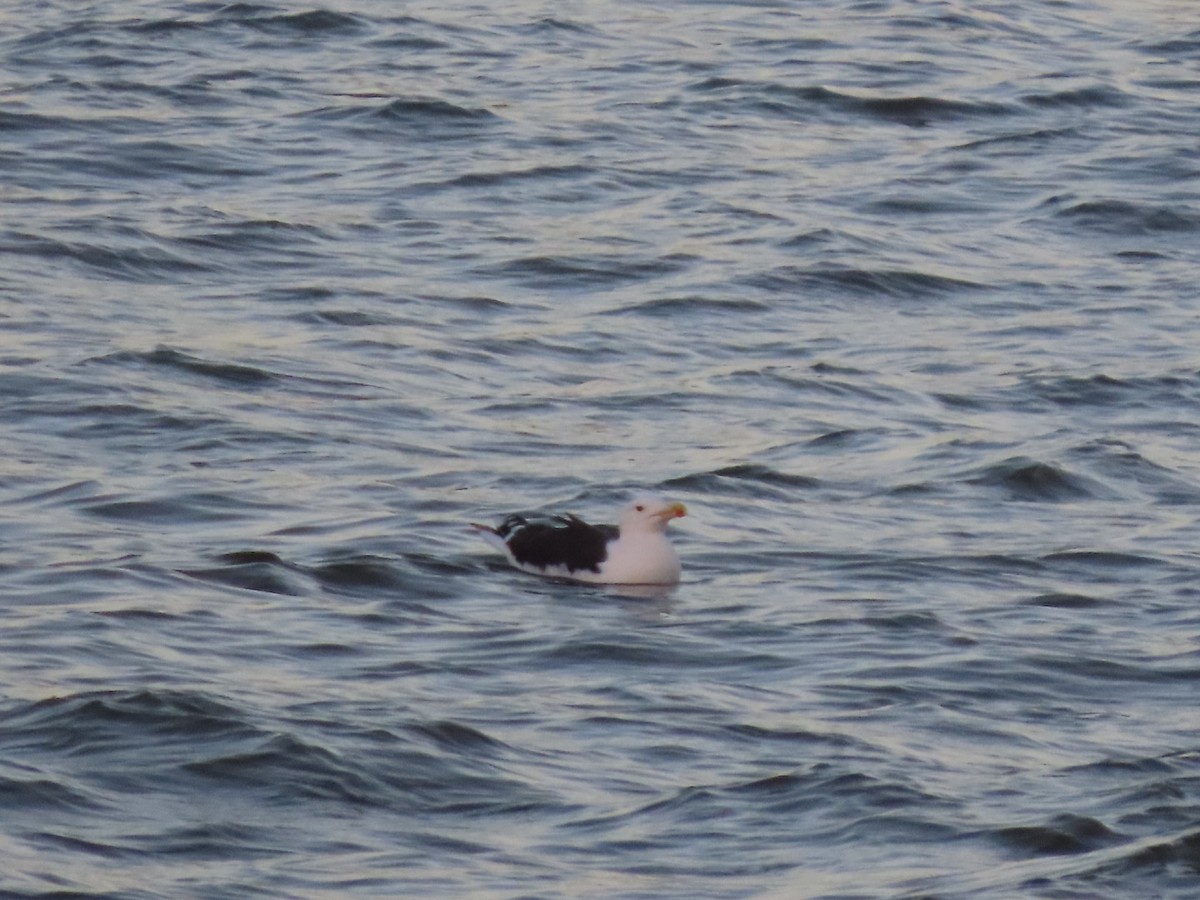 Great Black-backed Gull - ML614997180