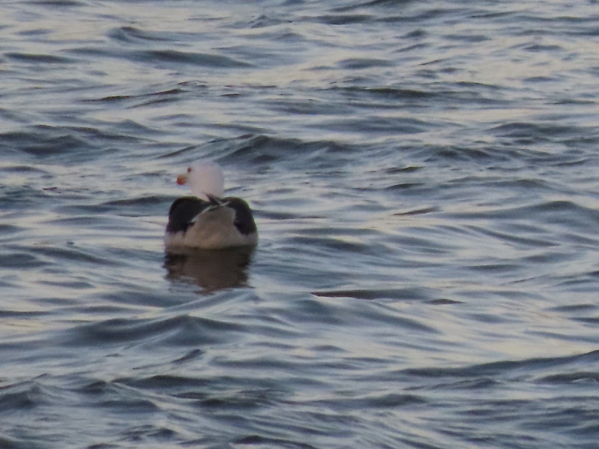 Great Black-backed Gull - ML614997181