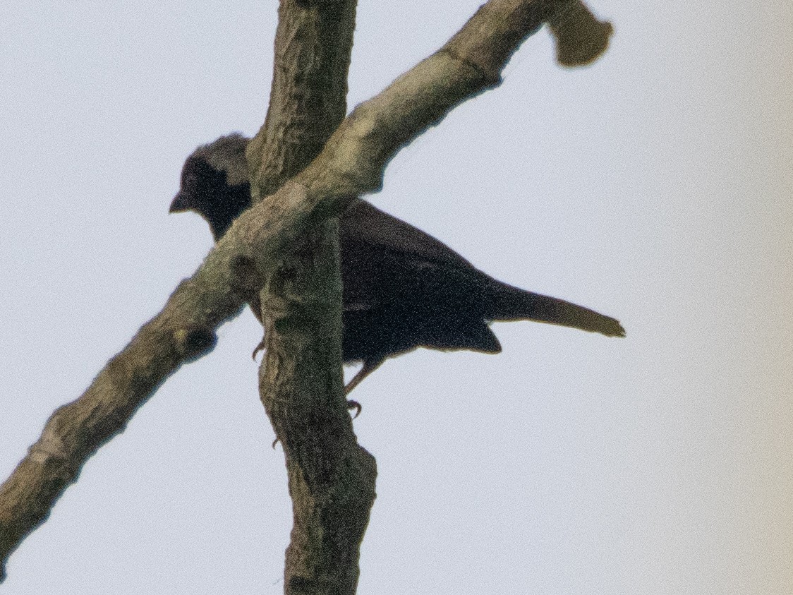 Negrita Canosa - ML614997222