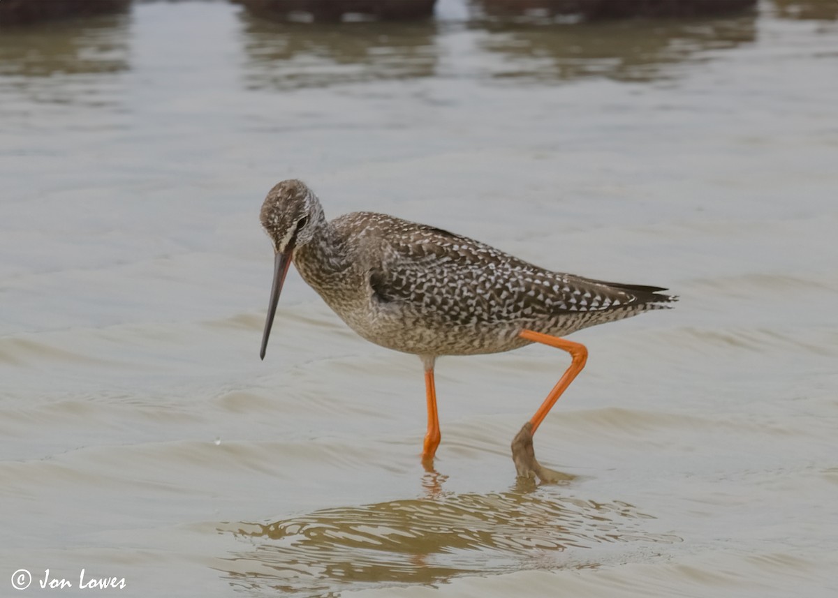 Spotted Redshank - Jon Lowes