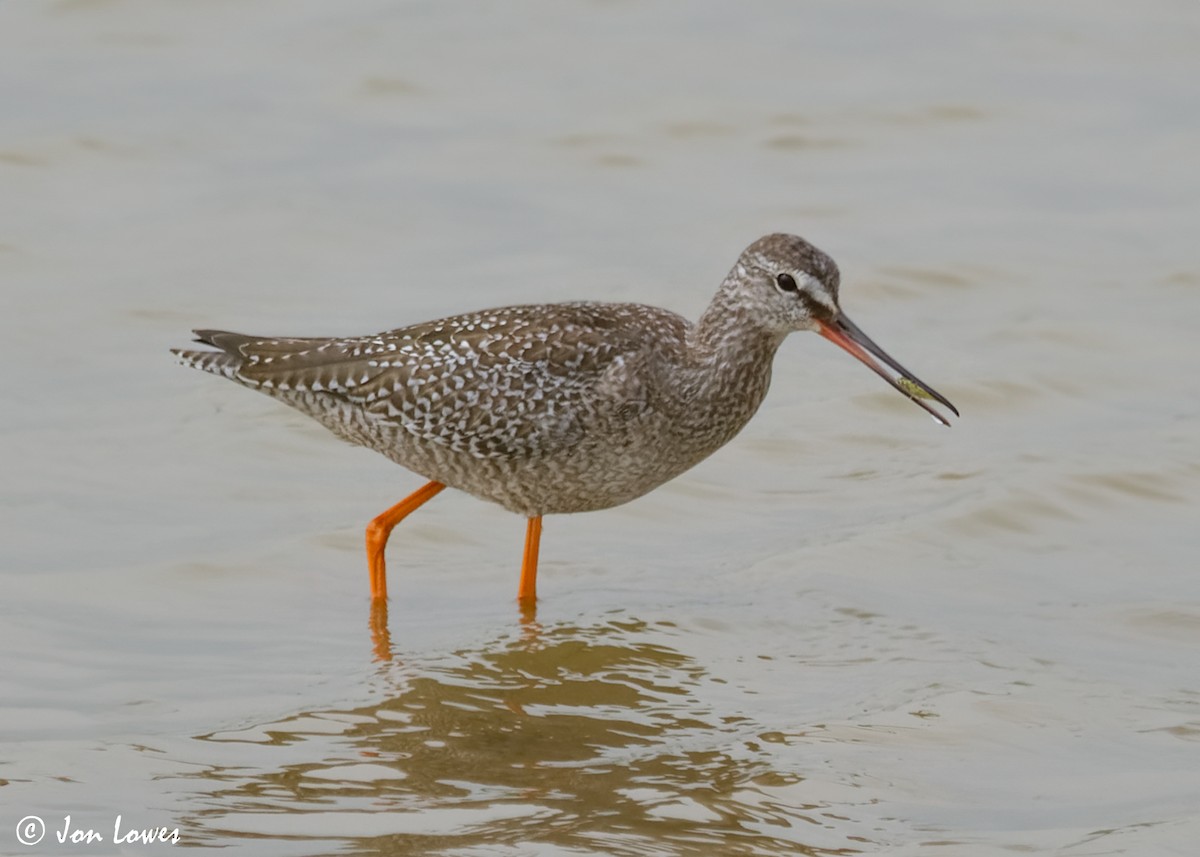 Spotted Redshank - ML614997233