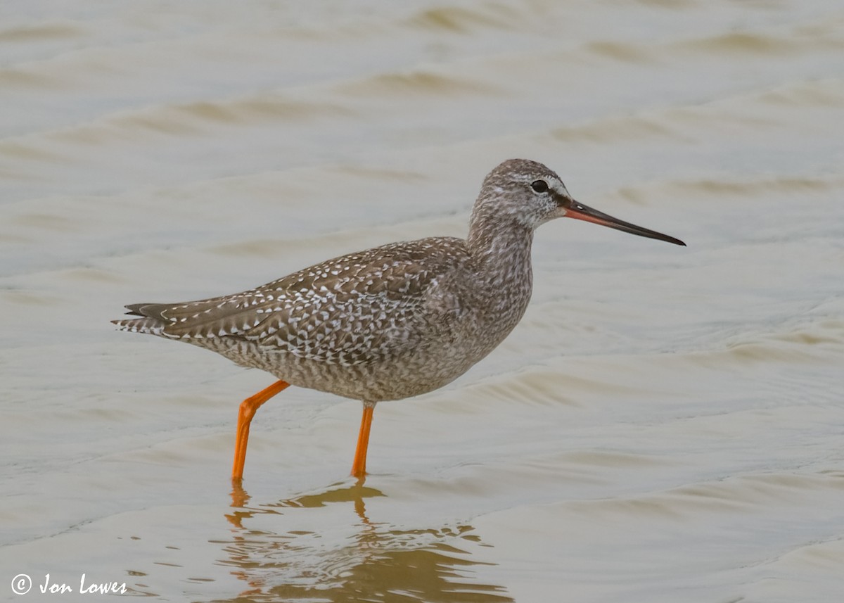 Spotted Redshank - ML614997234