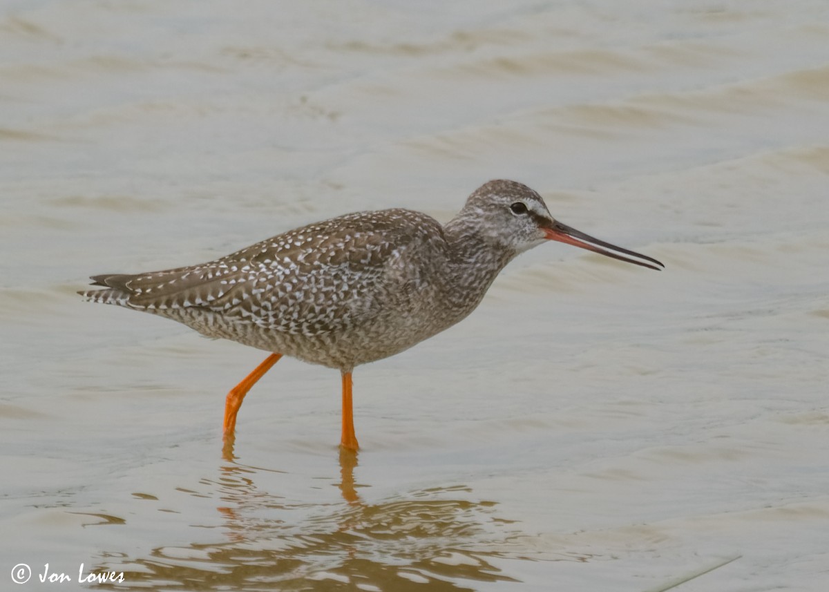 Spotted Redshank - ML614997235