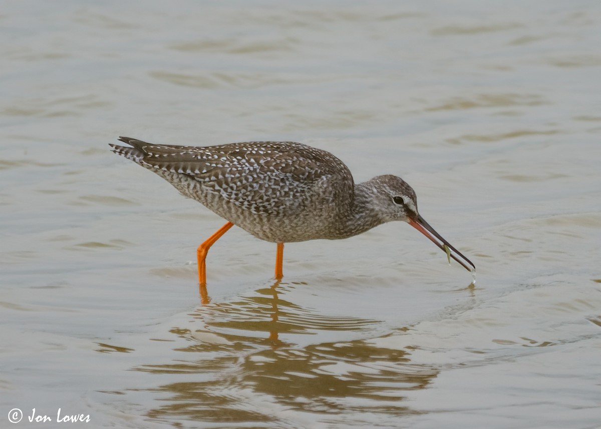 Spotted Redshank - ML614997236