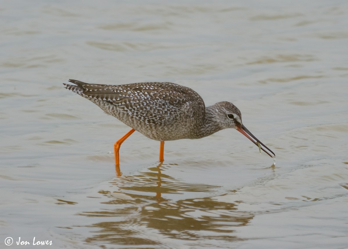 Spotted Redshank - Jon Lowes