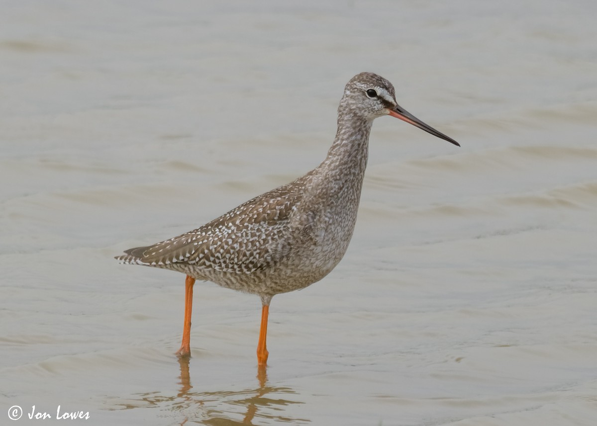 Spotted Redshank - ML614997253