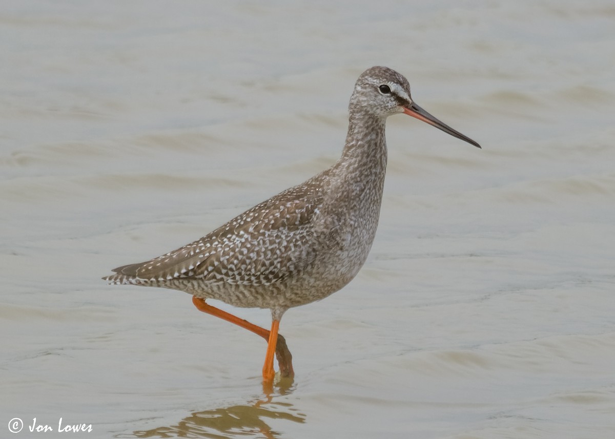 Spotted Redshank - ML614997254