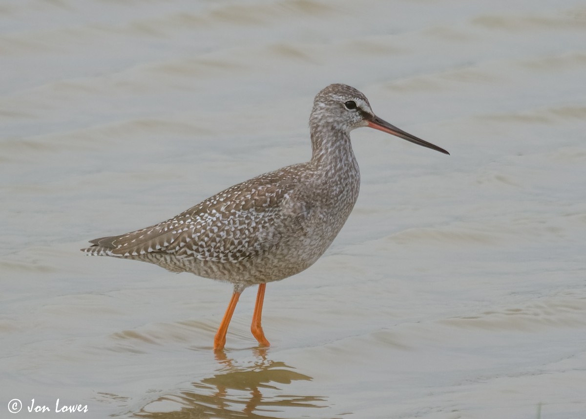Spotted Redshank - ML614997255