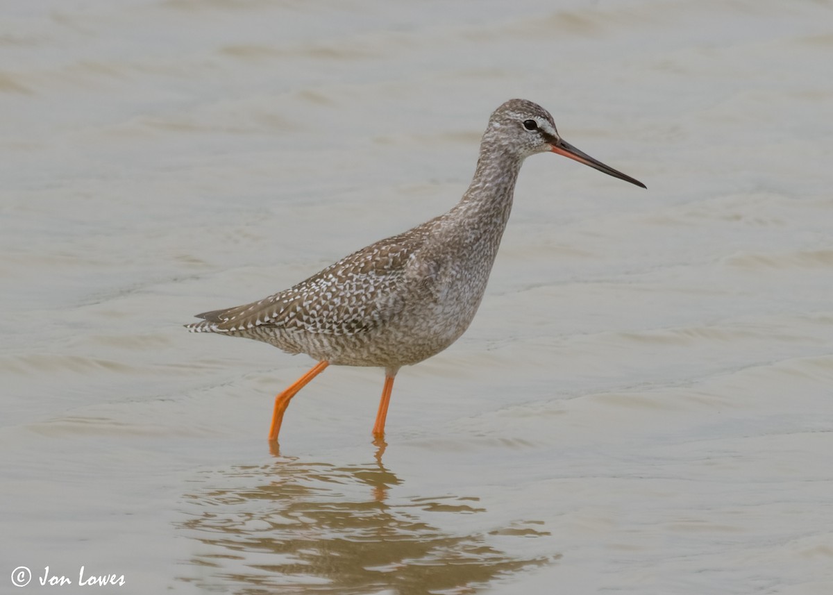 Spotted Redshank - ML614997256