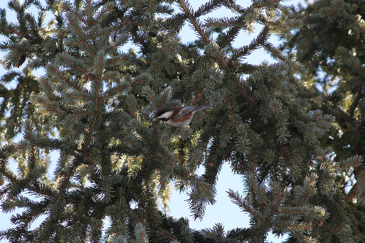 Chestnut-backed Chickadee - ML614997262