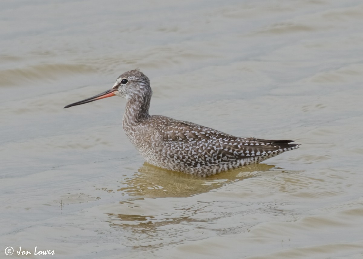 Spotted Redshank - ML614997270