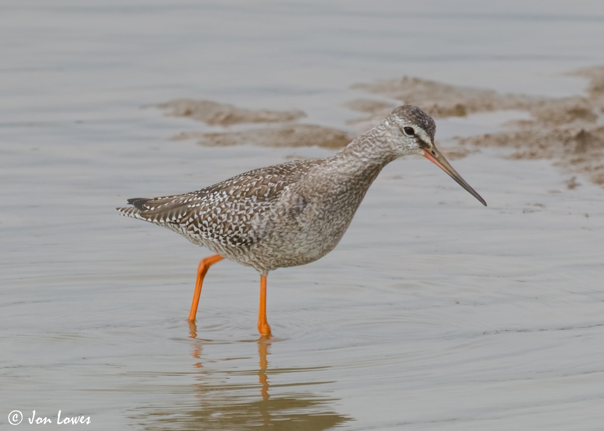 Spotted Redshank - ML614997278