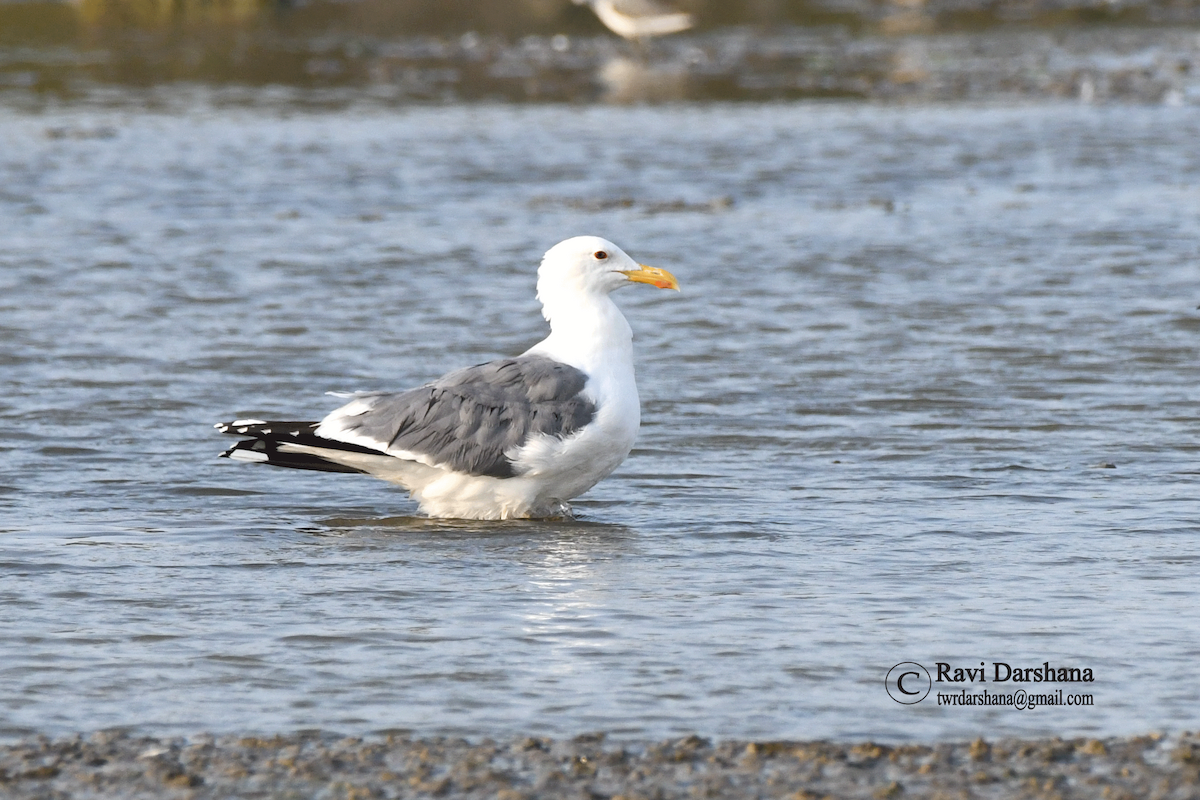 Lesser Black-backed Gull (Steppe) - ML614997279