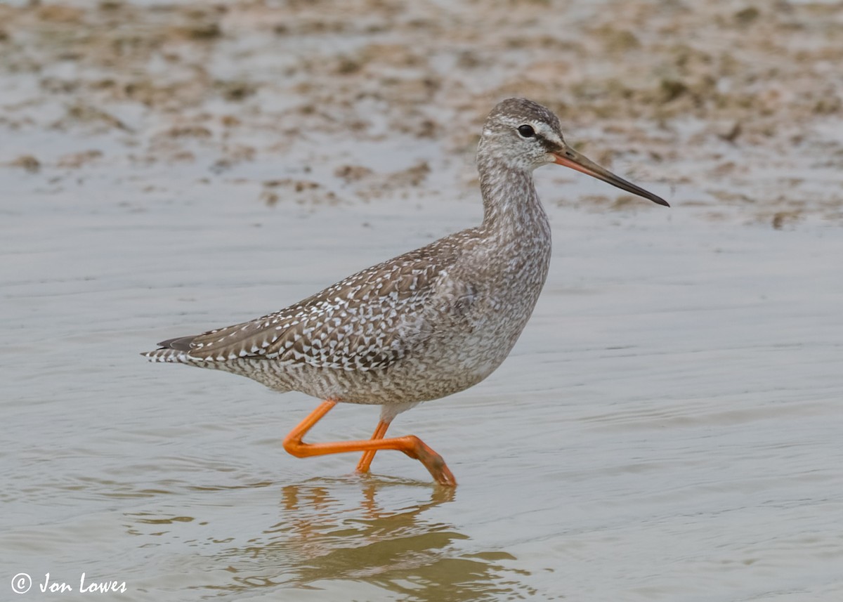 Spotted Redshank - Jon Lowes