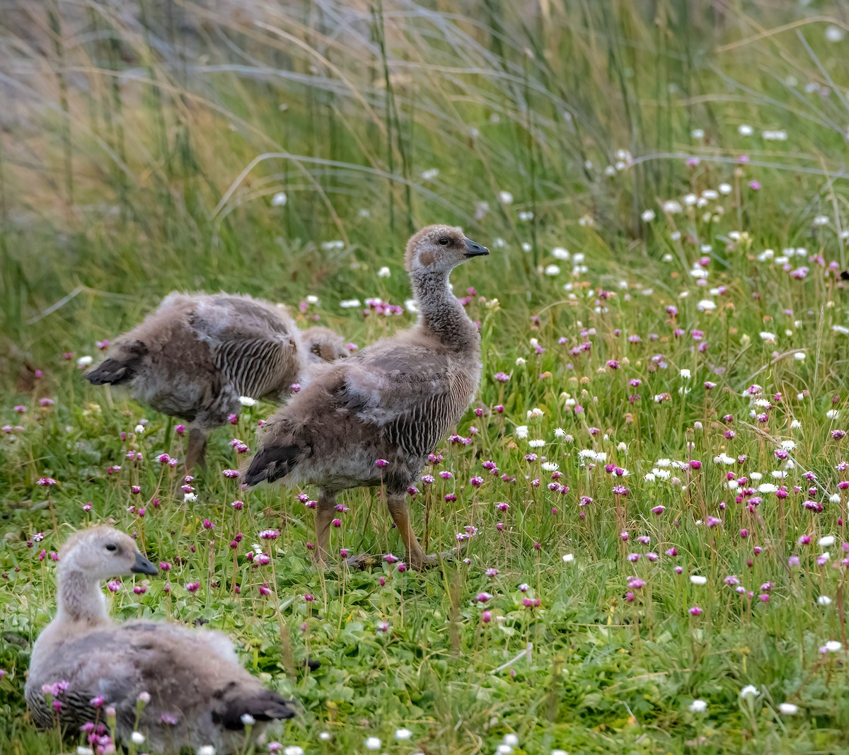 Upland Goose - Esteban Villanueva (Aves Libres Chile)