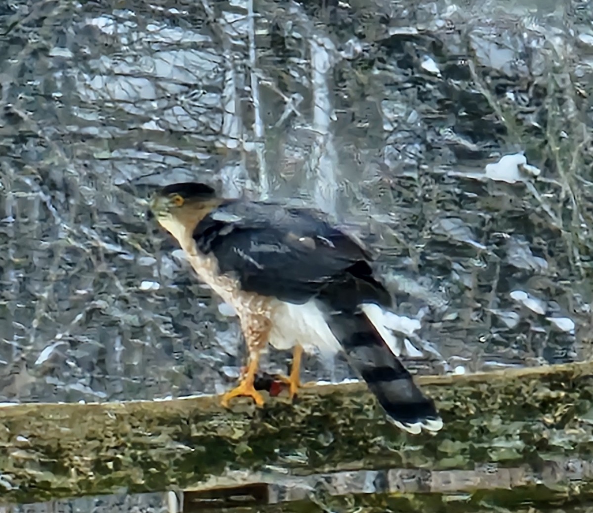 Cooper's Hawk - ML614997301