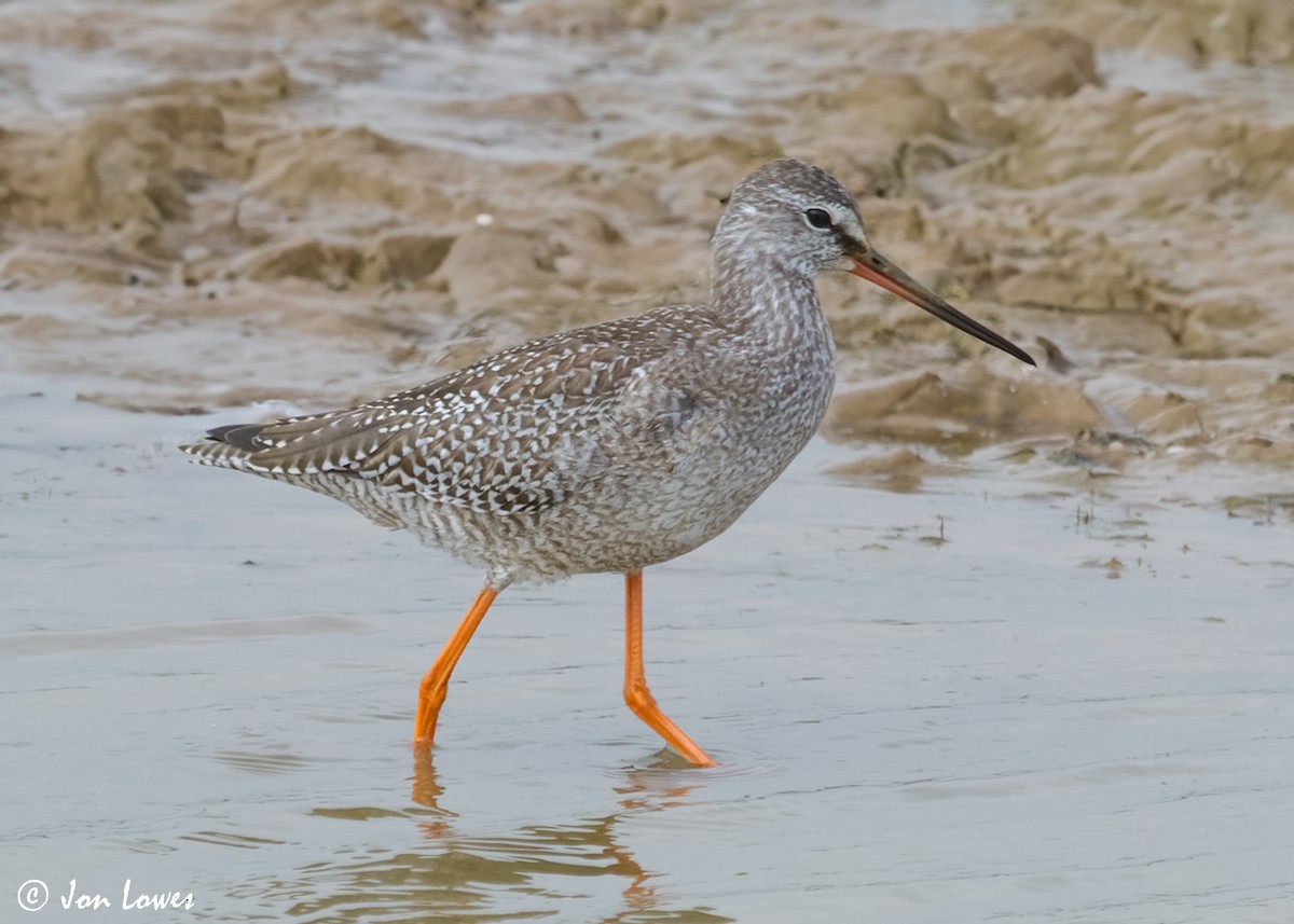 Spotted Redshank - ML614997302