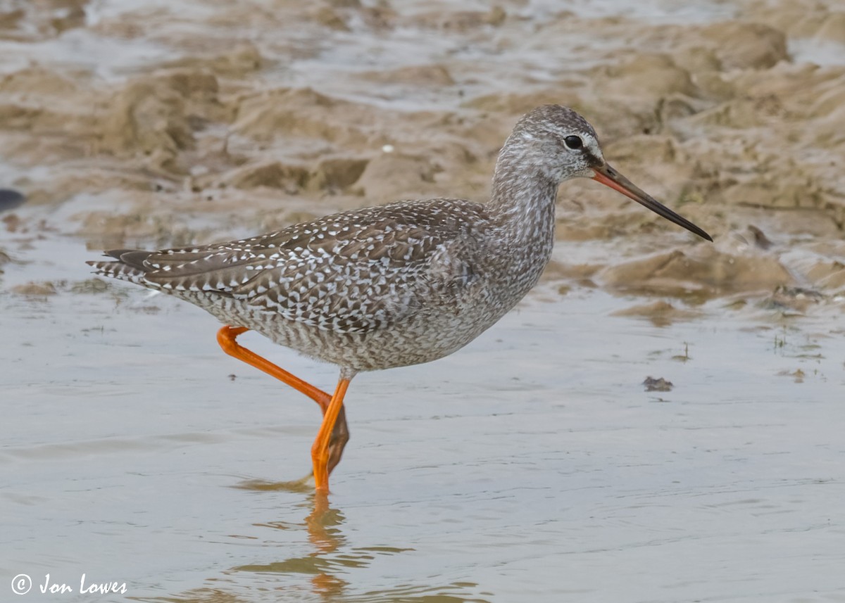 Spotted Redshank - ML614997303