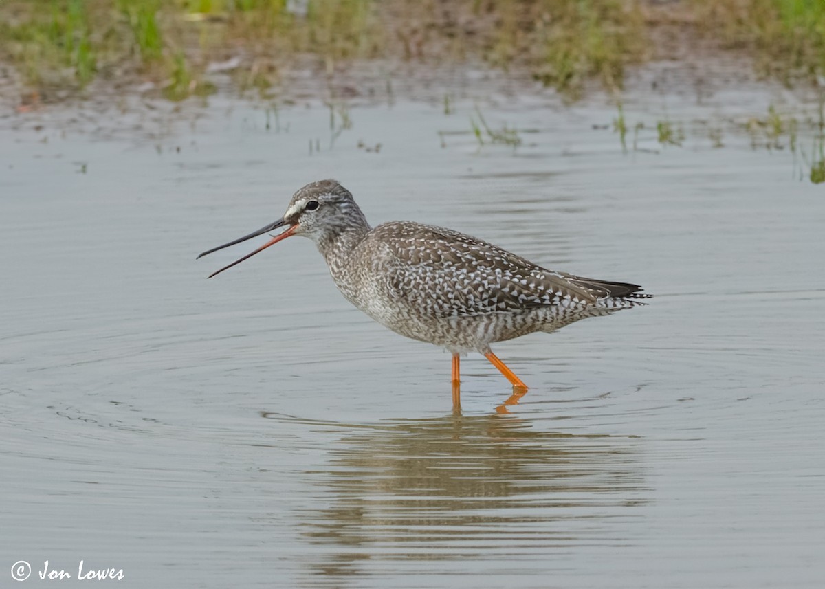 Spotted Redshank - ML614997306