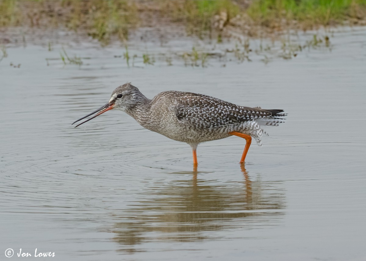 Spotted Redshank - ML614997307
