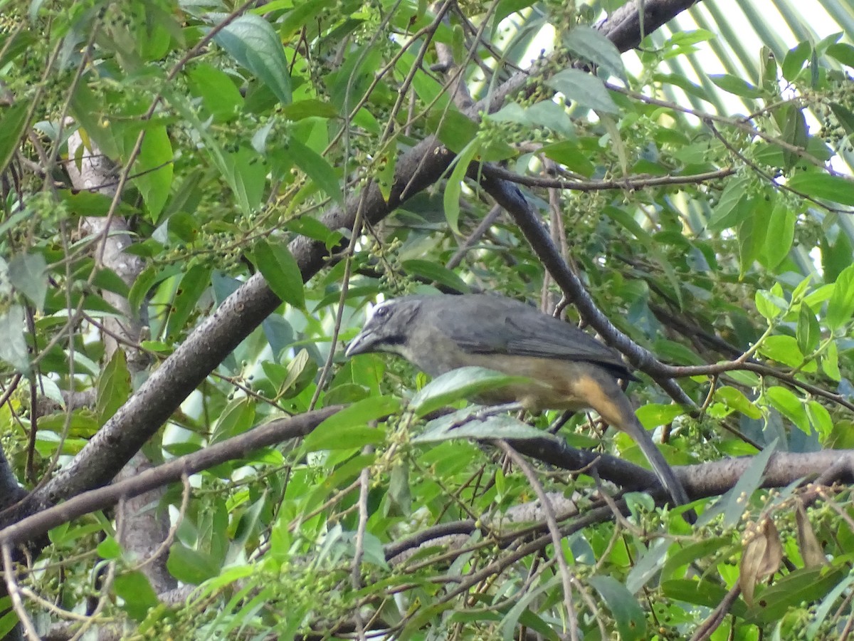 Cinnamon-bellied Saltator - ML614997322