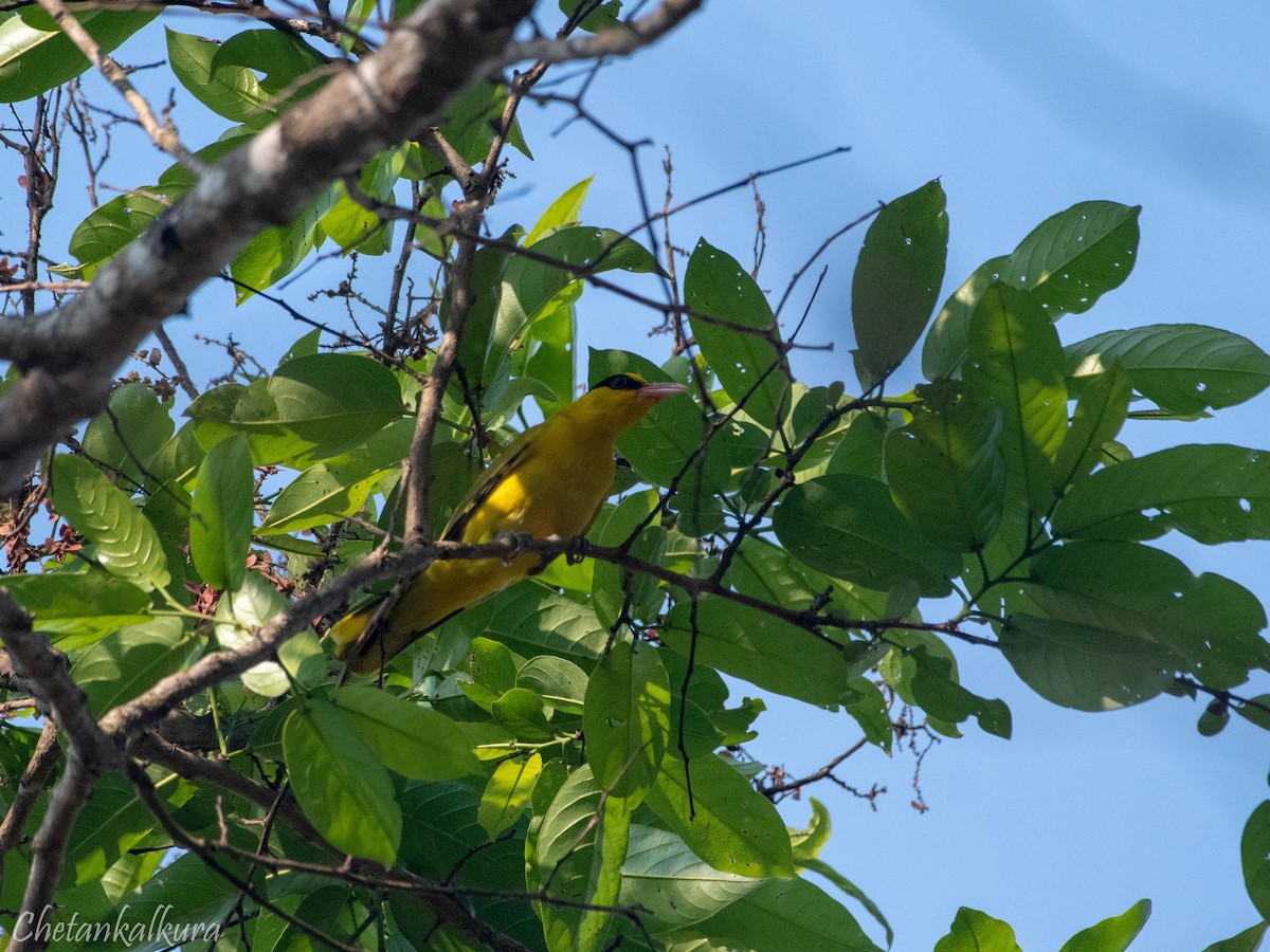 Black-naped Oriole - Chetan Kalkura