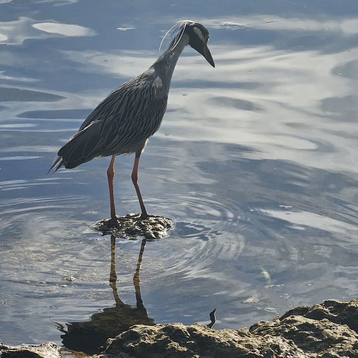 Yellow-crowned Night Heron - ML614997418