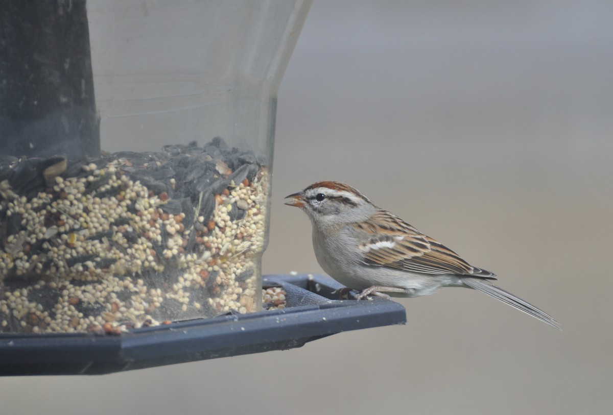 Chipping Sparrow - Christine Miller