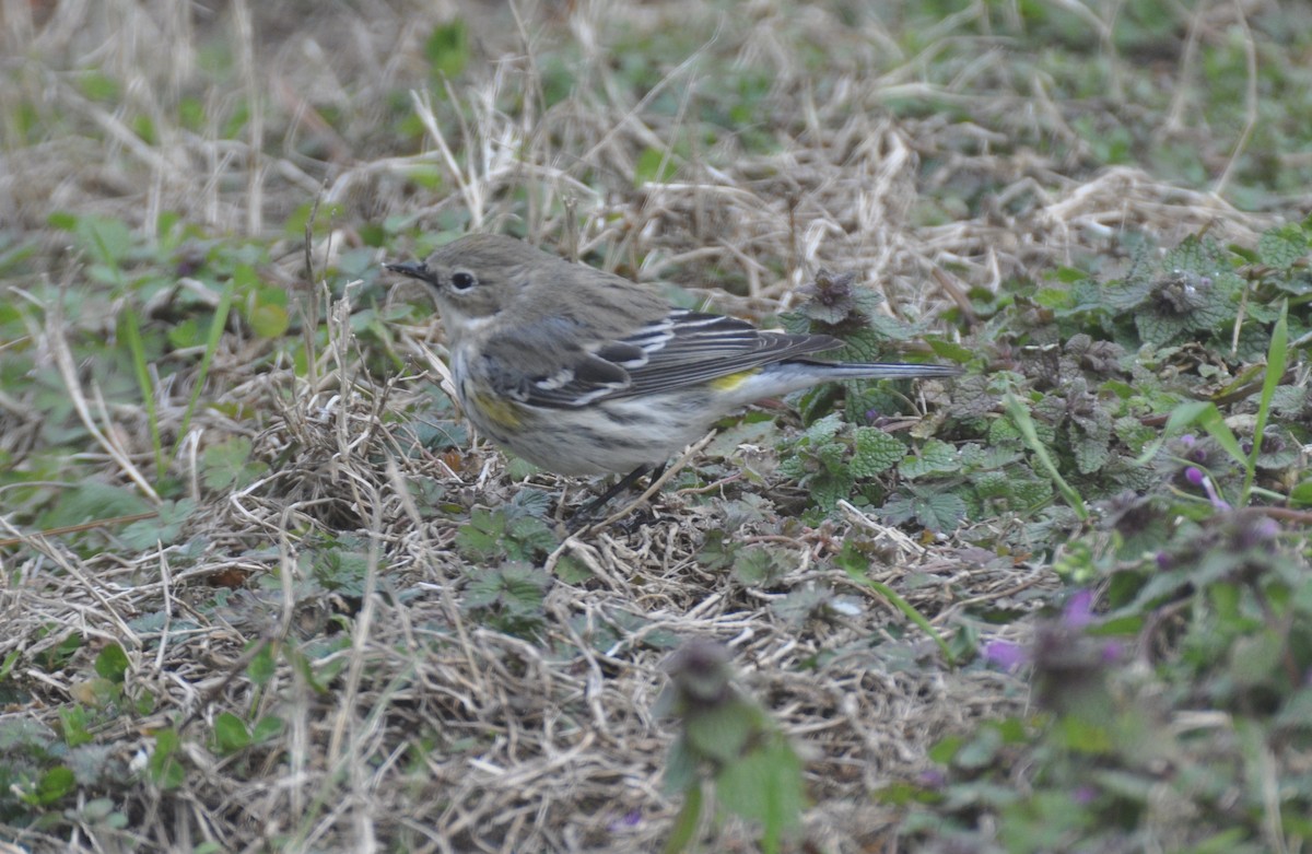 Yellow-rumped Warbler - ML614997462