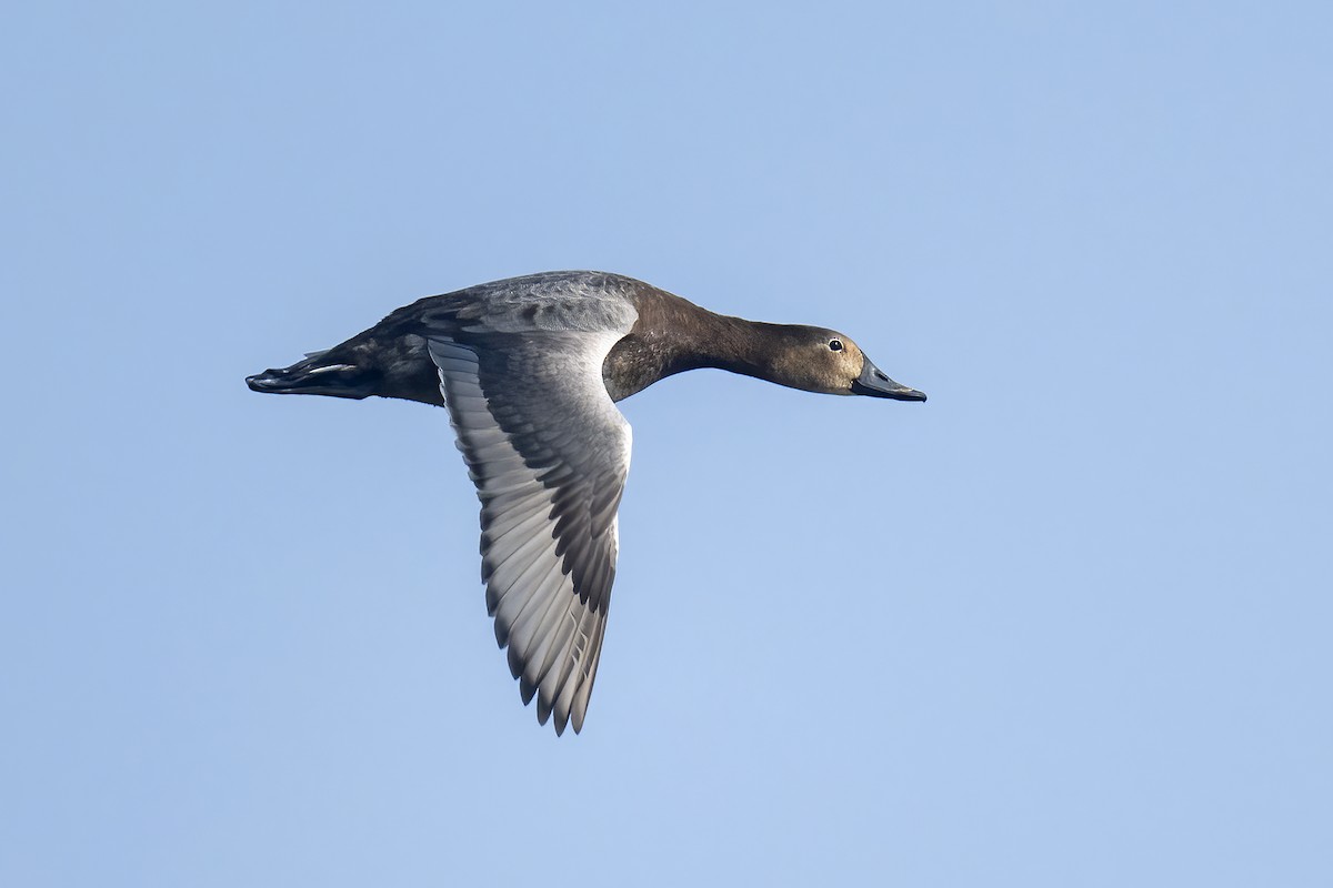 Common Pochard - ML614997476
