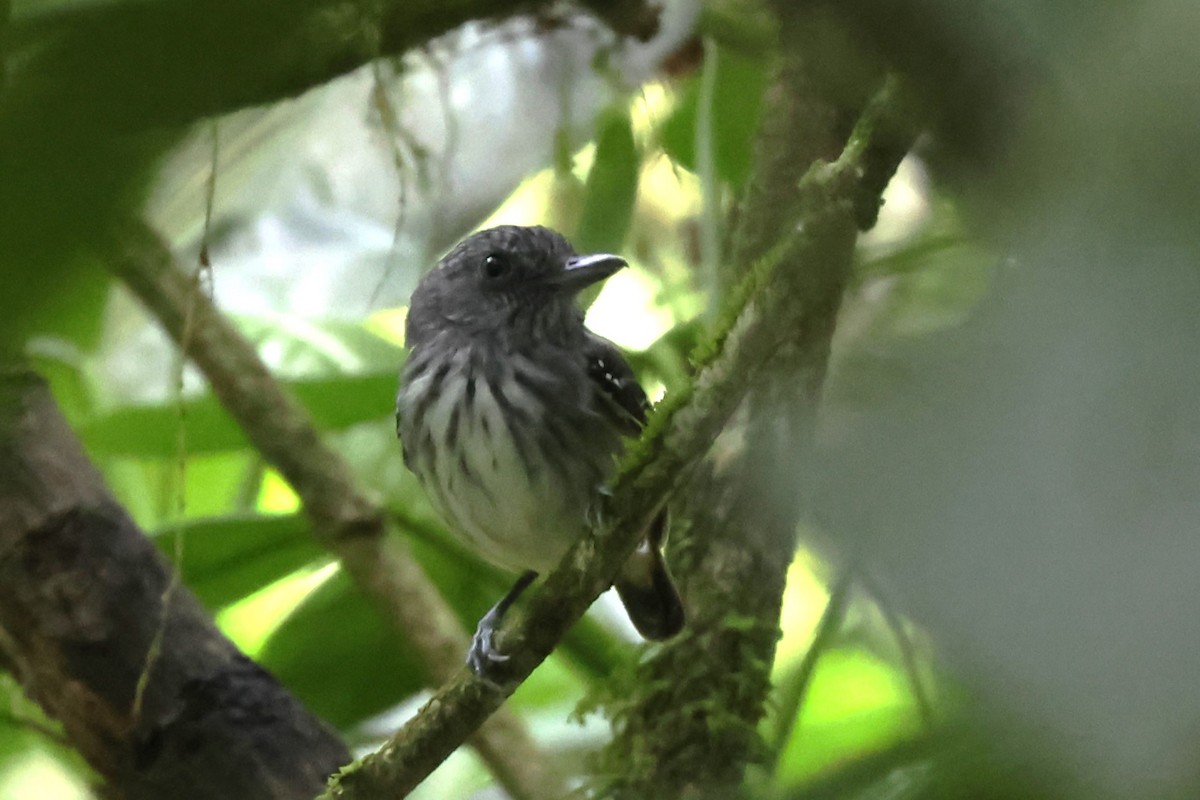 Streak-crowned Antvireo - Jim Edsall