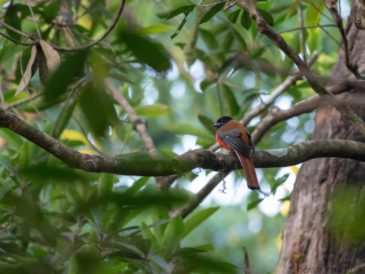 Malabar Trogon - Chetan Kalkura