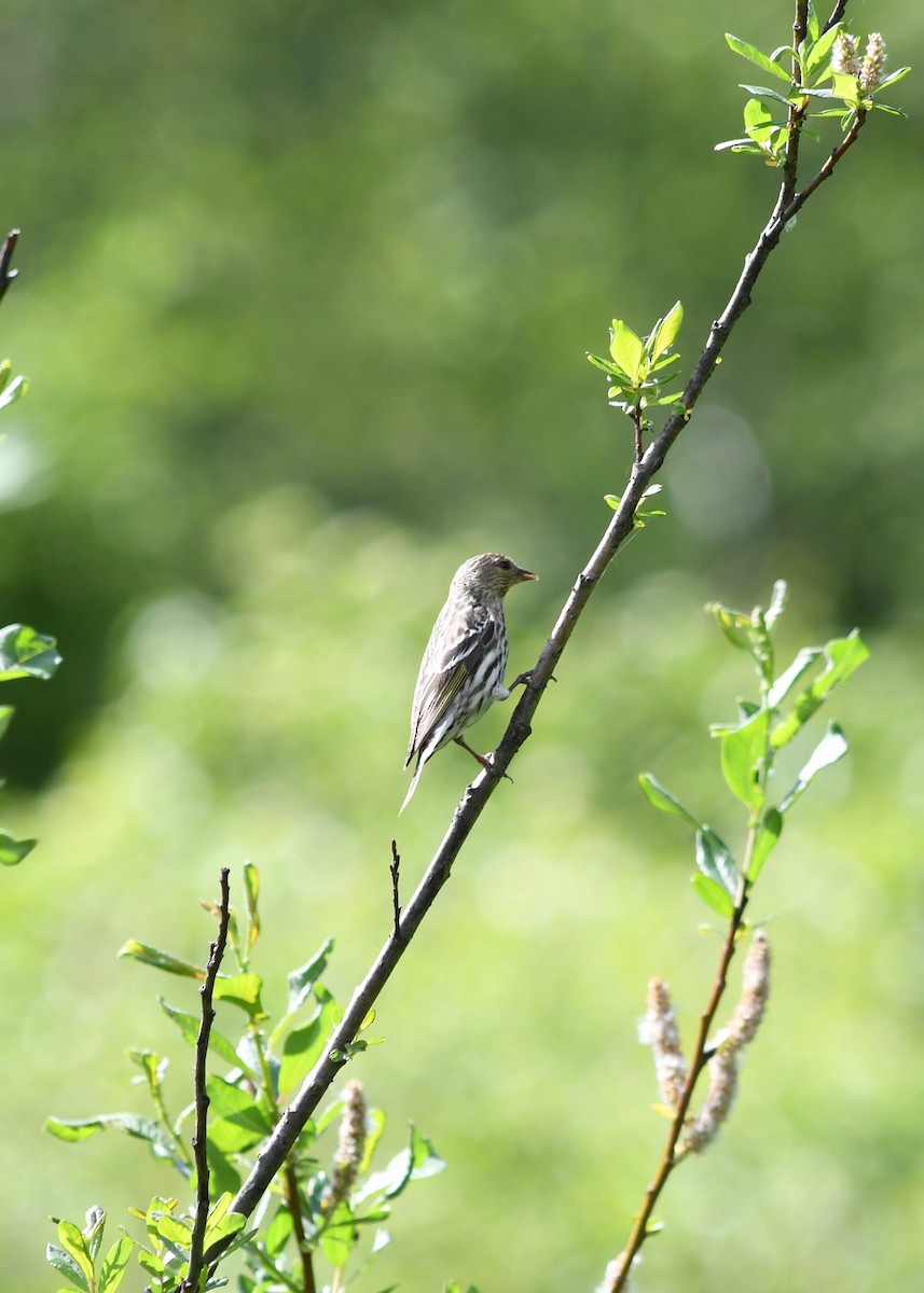 Pine Siskin - ML61499751