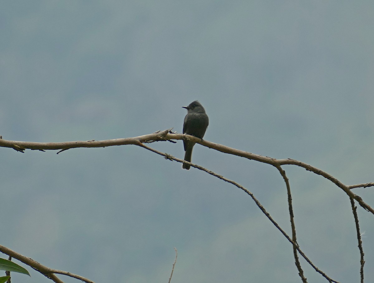 Smoke-colored Pewee - ML614997513