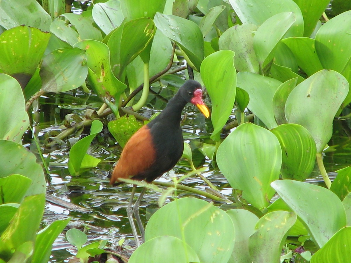 Wattled Jacana - ML614997565