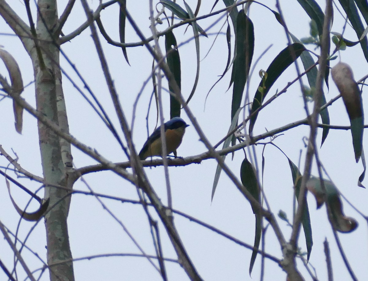 Fawn-breasted Tanager - ML614997572