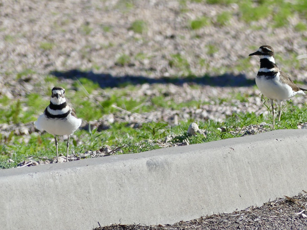 Killdeer - ML614997592