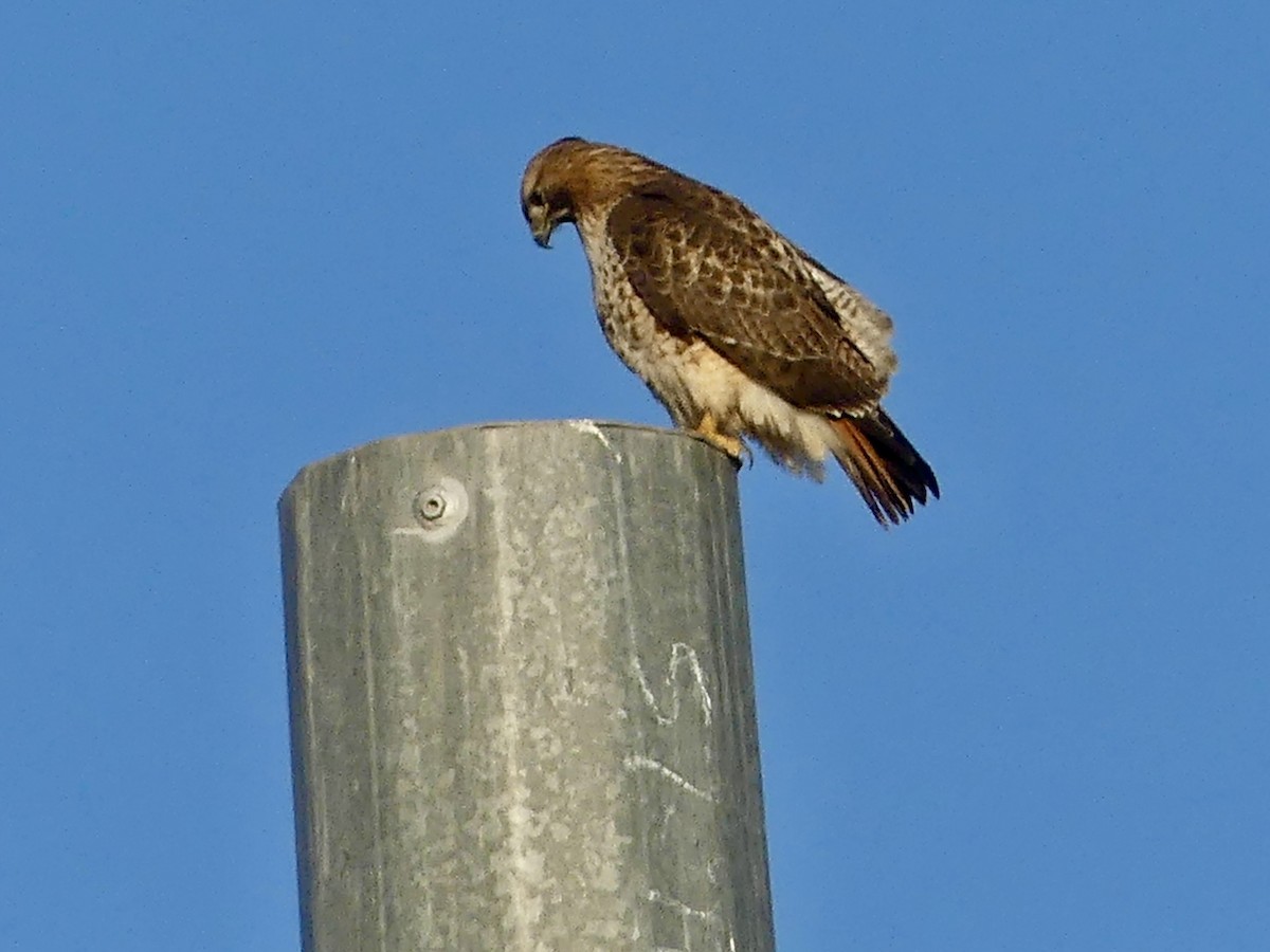 Red-tailed Hawk - ML614997610