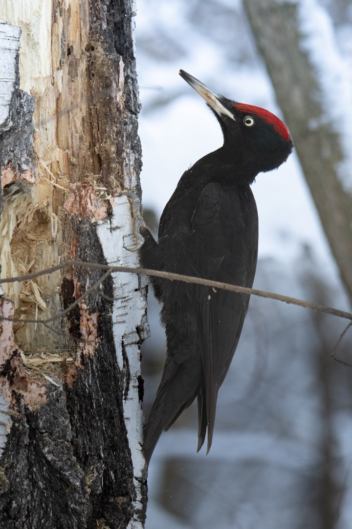 Black Woodpecker - ML614997614