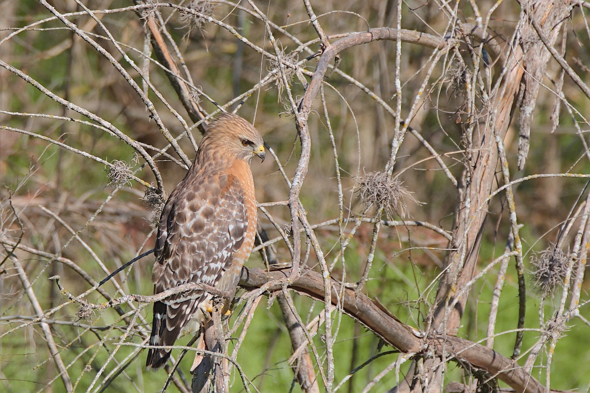 Red-shouldered Hawk - Vander Stoetz