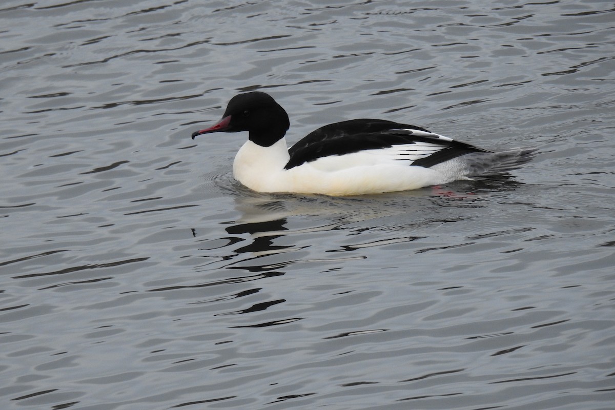 Common Merganser - Peter Hines