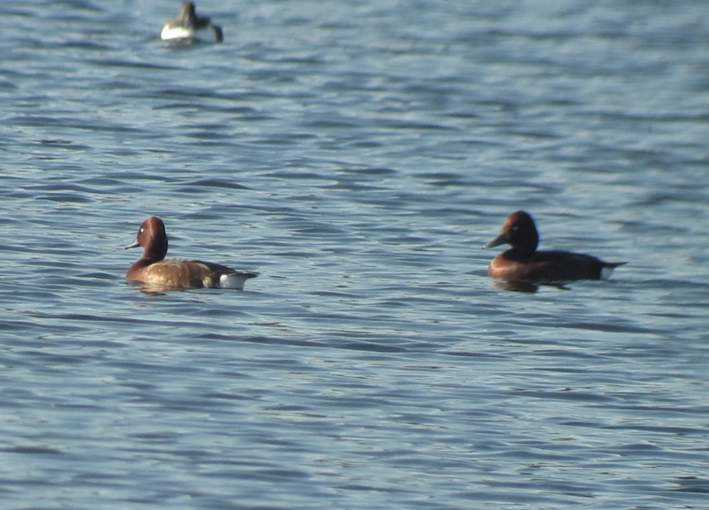 Ferruginous Duck - ML614997657