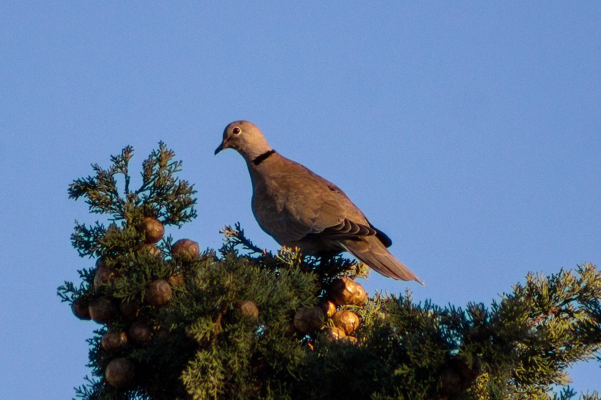 Eurasian Collared-Dove - ML614997667