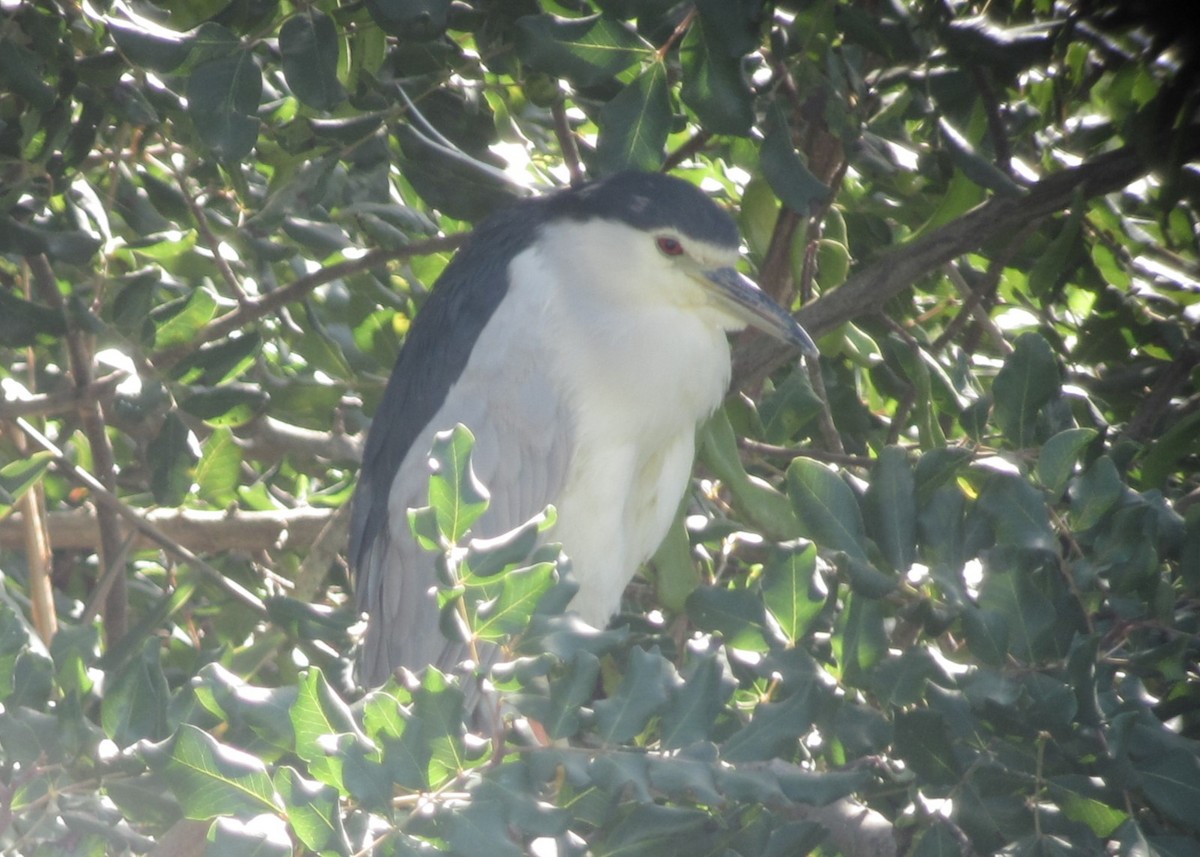 Black-crowned Night Heron - ML614997686