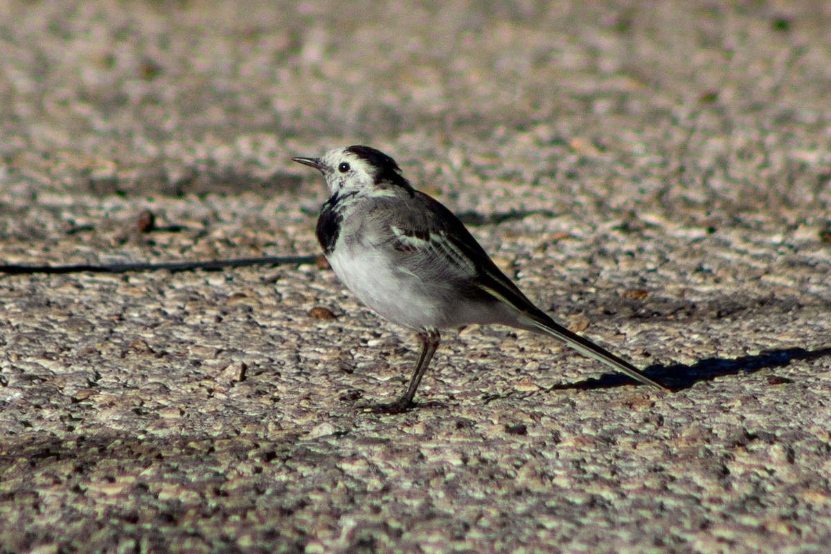 White Wagtail - ML614997711