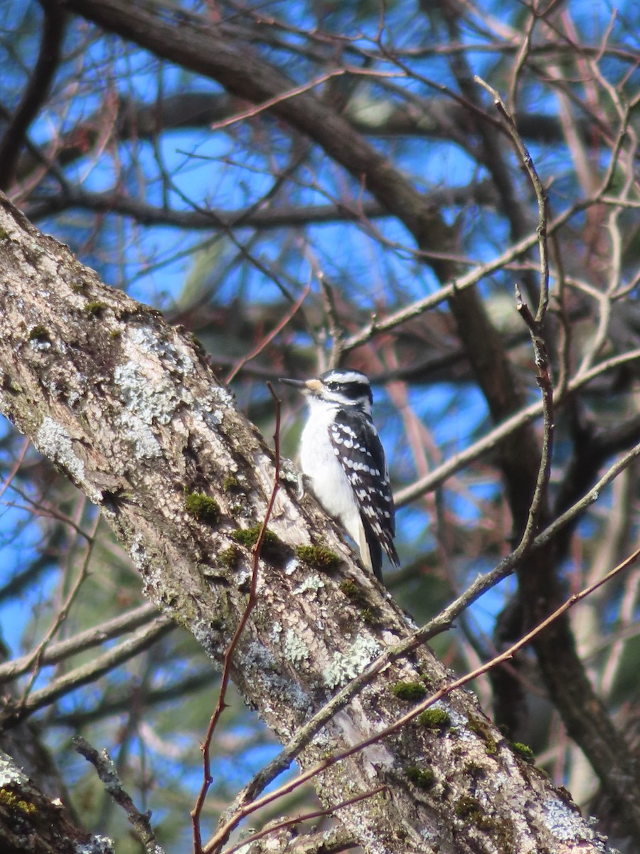 Hairy Woodpecker - ML614997751