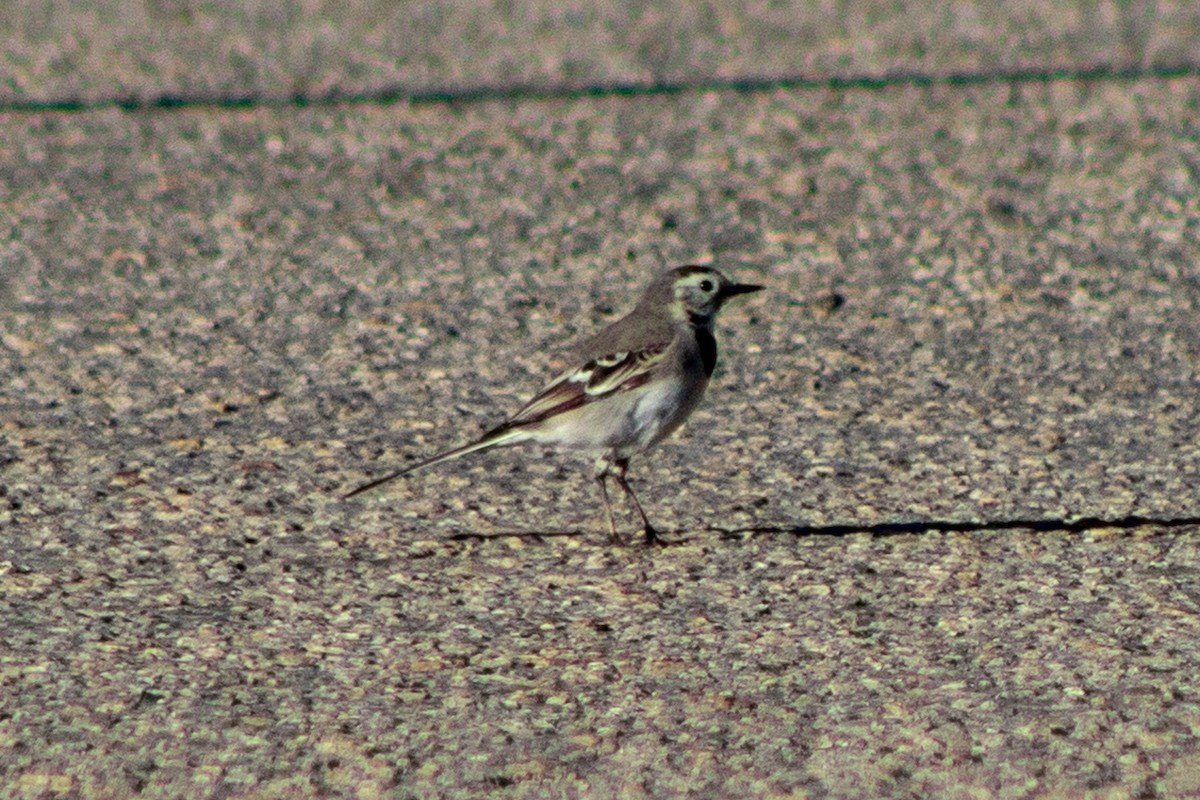 White Wagtail - Aurelis Carolina Murga Cabrera