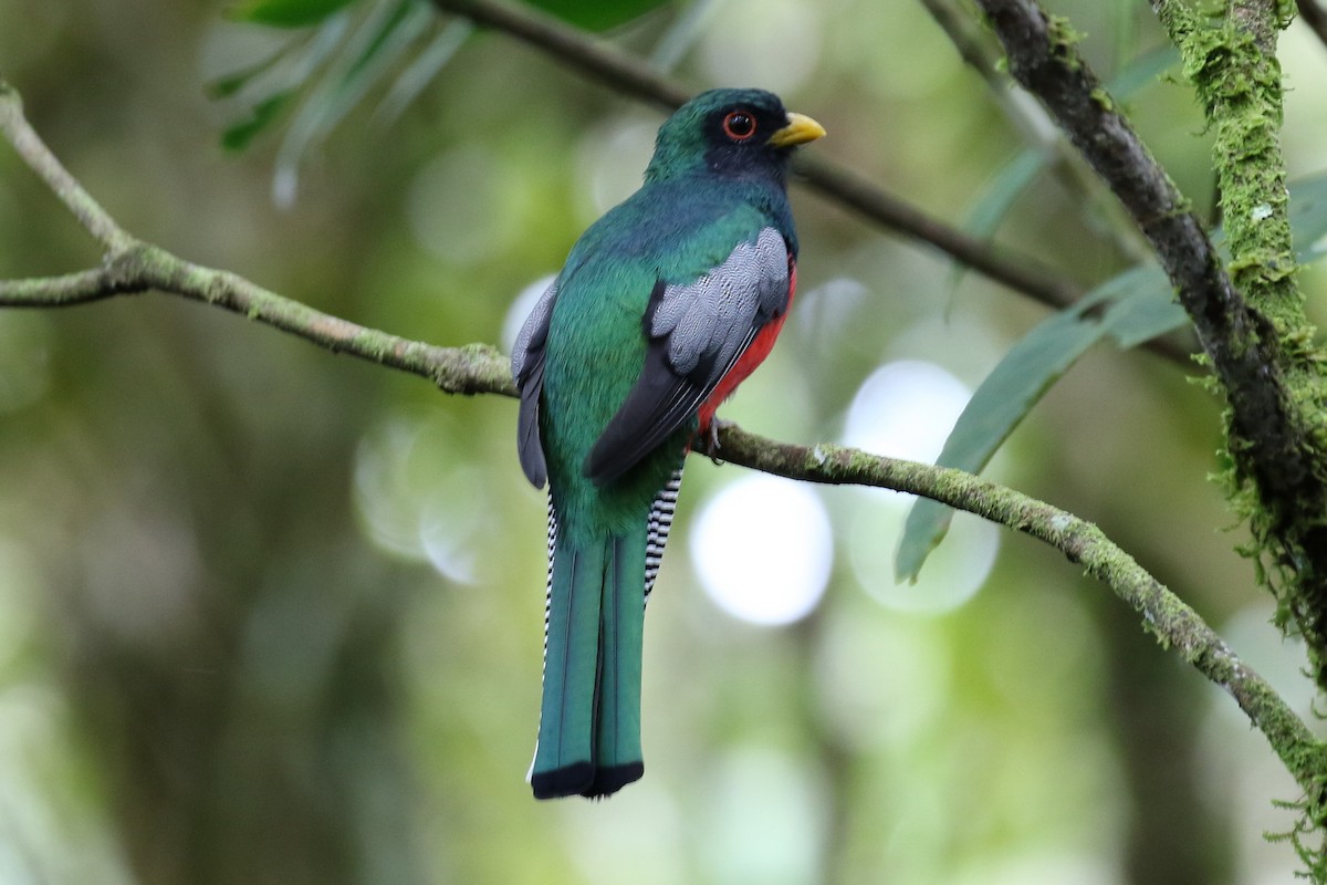 Collared Trogon - Dan Jones