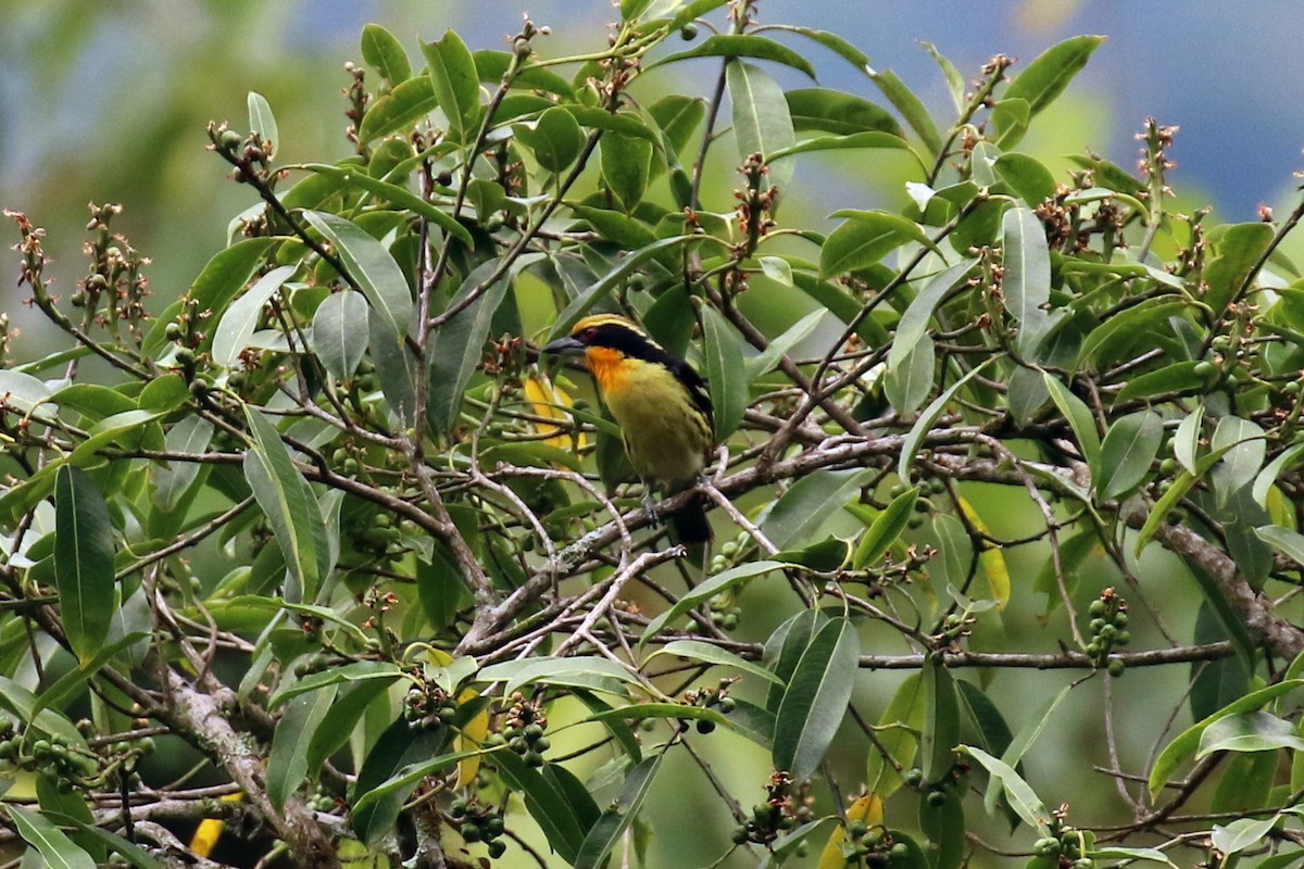 Gilded Barbet - ML614997778