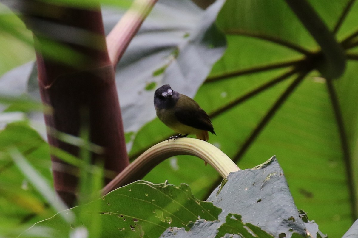 Ornate Flycatcher - ML614997806